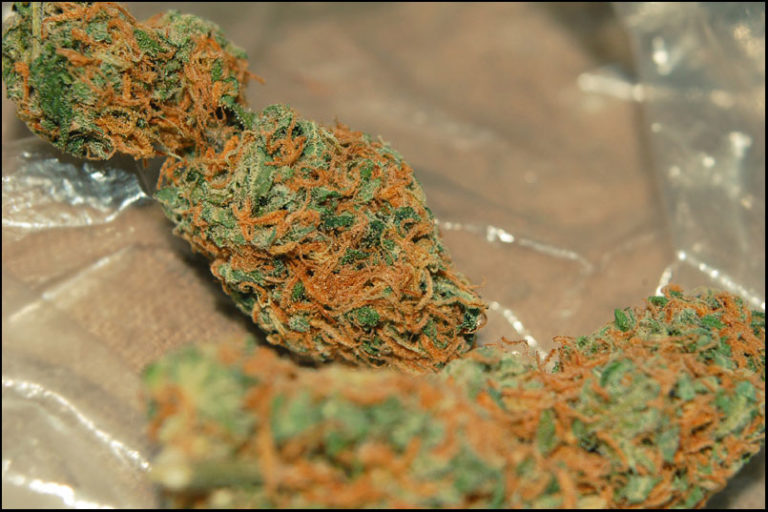 Orange Kush Tout Savoir Sur Cette Variété De Cannabis Newsweed