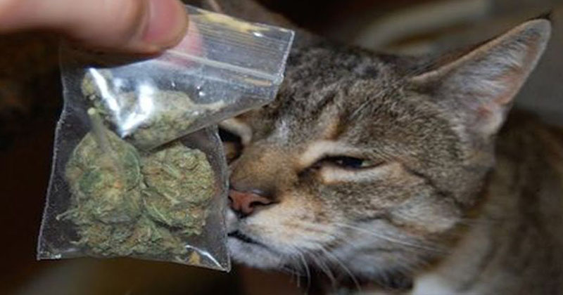 Aude Des Chats Empoisonnes Au Cannabis Vraiment Newsweed