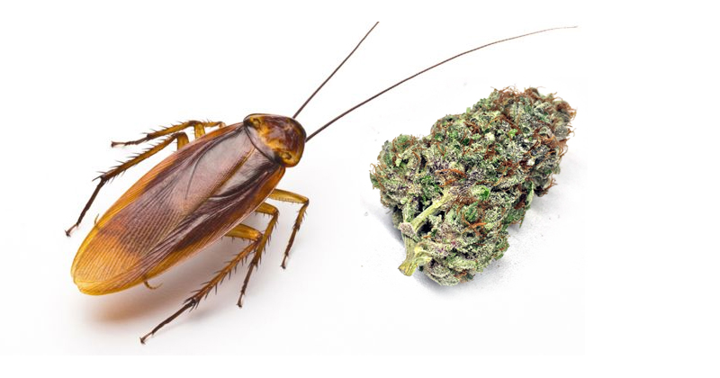 Saviez-vous qu'une version de La Cucaracha fait référence au cannabis ? -  Newsweed