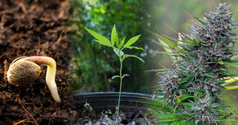 5 étapes pour créer de nouvelles plantes à partir d'une pousse en pleine  croissance