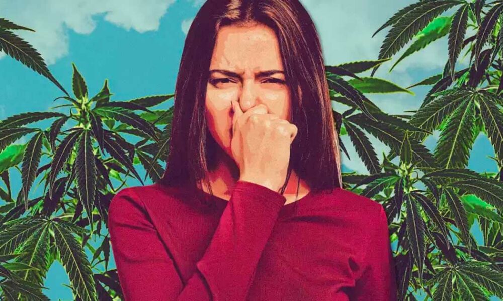 Cannabis Tout Comprendre Sur La Plante Ses Usages Ses Effets Les Lois Newsweed