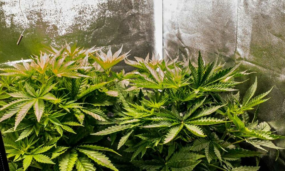 New York State Cannabis Control Board Approves Draft Rules for Home Cultivation of Cannabis