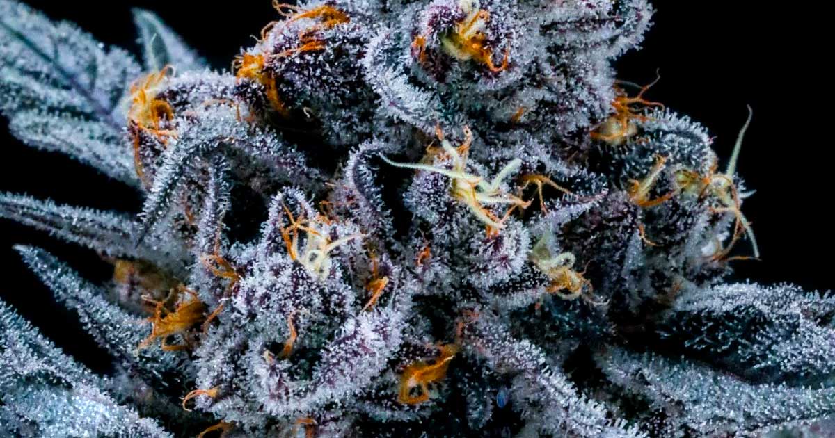 Taux de THC du cannabis illégal aux Etats-Unis