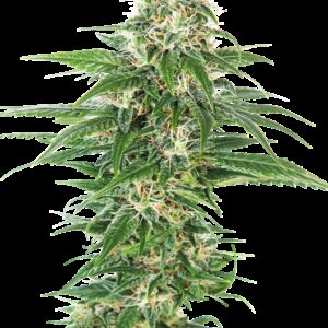 Graines de Early Skunk à Autofloraison