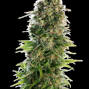 Graines dHindu Kush à Autofloraison