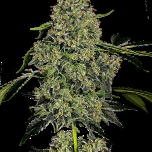 Graines White Label de OG Kush à Autofloraison