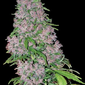 Graines de Purple Bud Féminisées de White Label