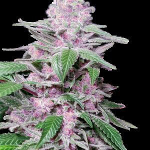 Graines de Purple Cookie Kush Féminisées