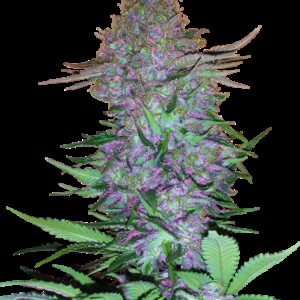 Graines de Purple Skunk à Autofloraison