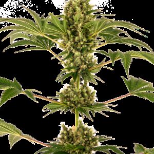 Graines de Sensi Auto CBD