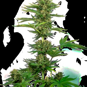 Graines de Sensi CBD