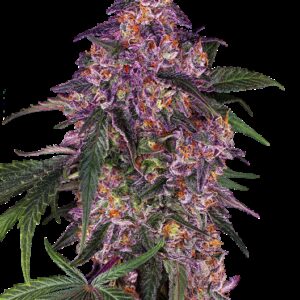 Graines de Sensi Purple Kush Féminisées