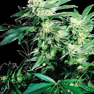 Graines de Skunk Kush Féminisées