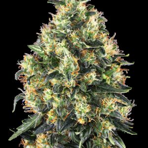 Graines de Super Skunk à Autofloraison