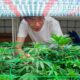 Cannabis en Corée du Sud