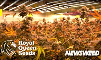 Royal Queen Seeds Thaïlande