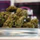 Costa rica renonce à légaliser le cannabis