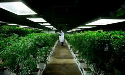 Production légale de cannabis aux Pays-Bas