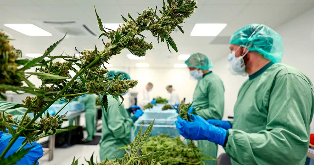 Cannabis médical en Ukraine