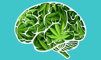 Etude du cannabis sur le cerveau