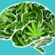 Etude du cannabis sur le cerveau