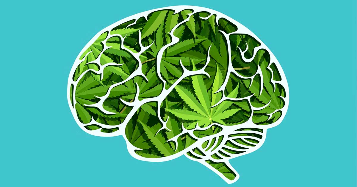 Etude du cannabis sur le cerveau