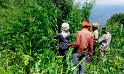 Chanvre et cannabis dans l'Himachal Pradesh