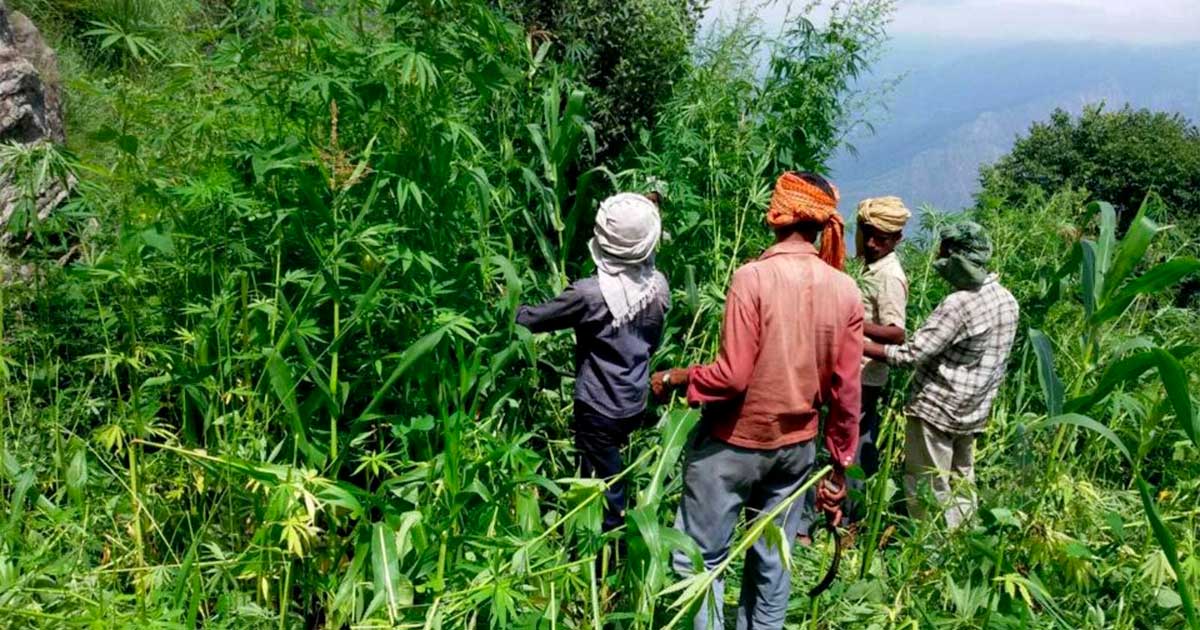 Chanvre et cannabis dans l'Himachal Pradesh