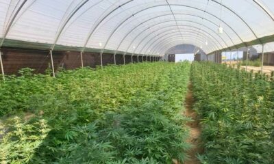 Production de cannabis au Rwanda