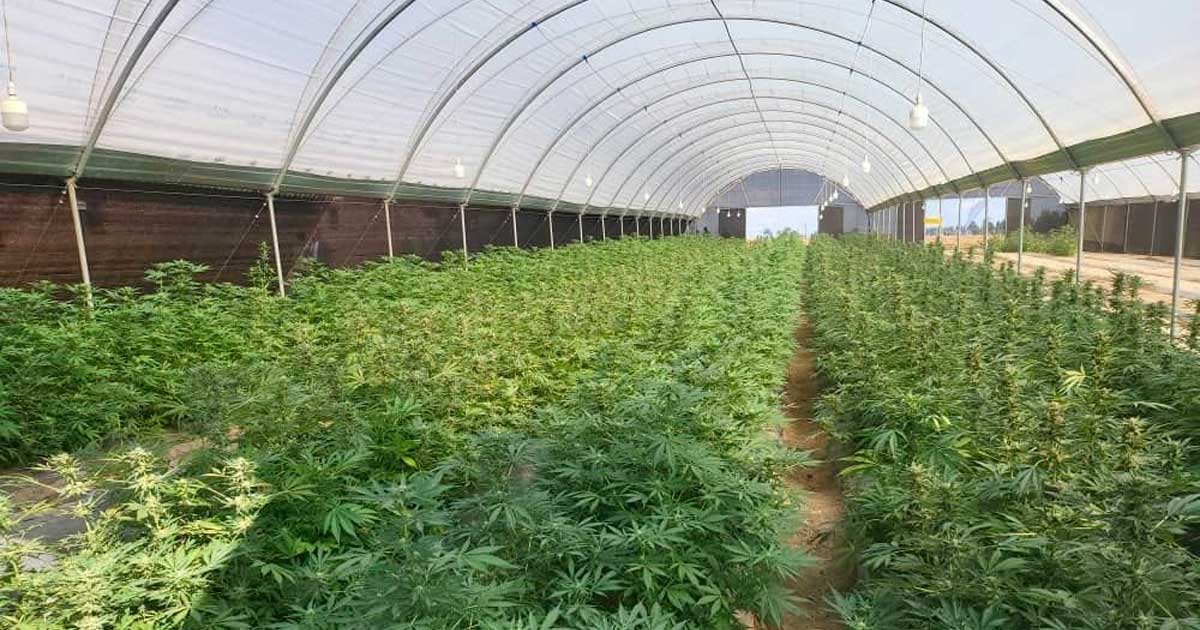 Production de cannabis au Rwanda