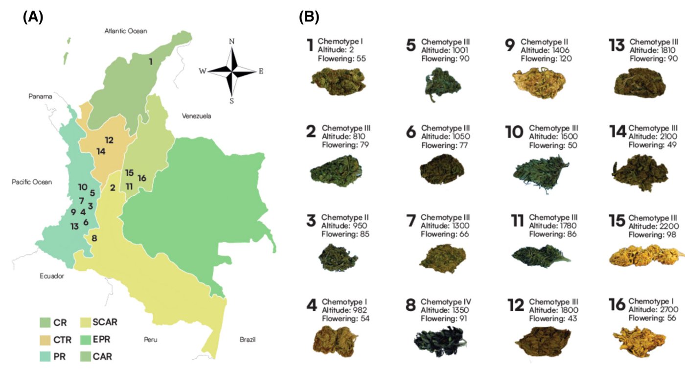 Variedades de cannabis en Colombia