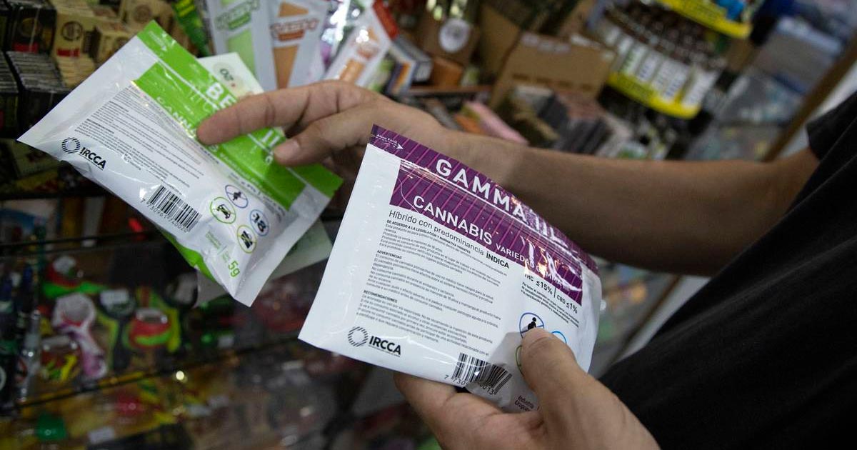 Nouvelle variété de cannabis en Uruguay