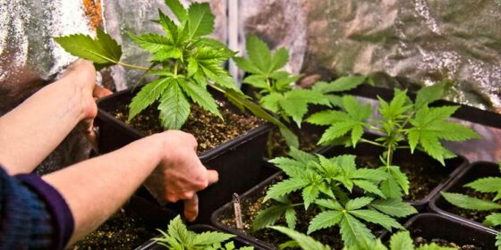 Le gouvernement tchèque légalise la culture de trois plantes de cannabis