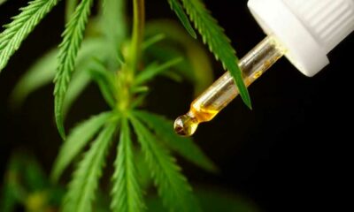 Cannabis médical au Brésil en 2024