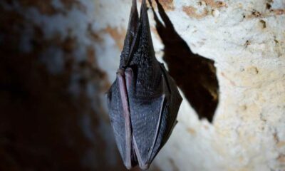 Décès liés au guano de chauve-souris