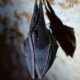 Décès liés au guano de chauve-souris