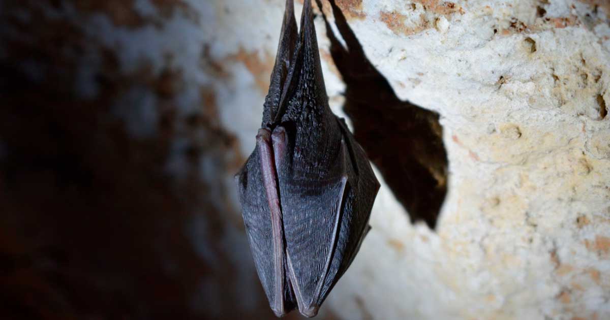 Décès liés au guano de chauve-souris