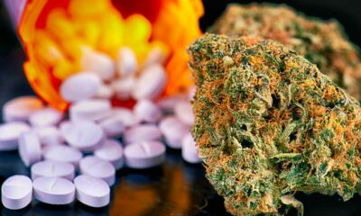 Cannabis médical et Opioides