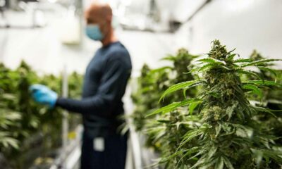 Industrie du cannabis au Canada et participation au PIB