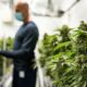 Industrie du cannabis au Canada et participation au PIB