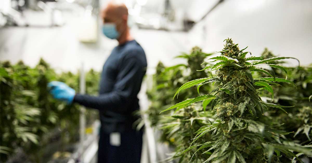 Industrie du cannabis au Canada et participation au PIB