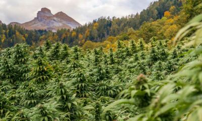 Projet de légalisation du cannabis en Suisse