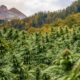 Projet de légalisation du cannabis en Suisse