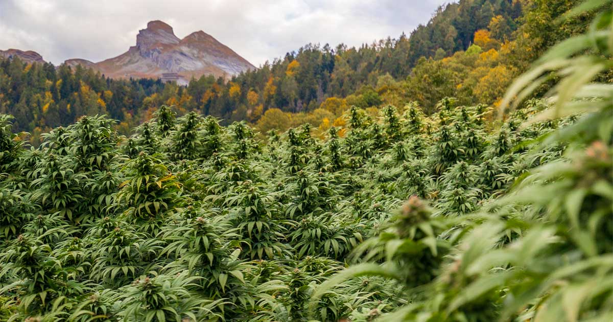 Projet de légalisation du cannabis en Suisse