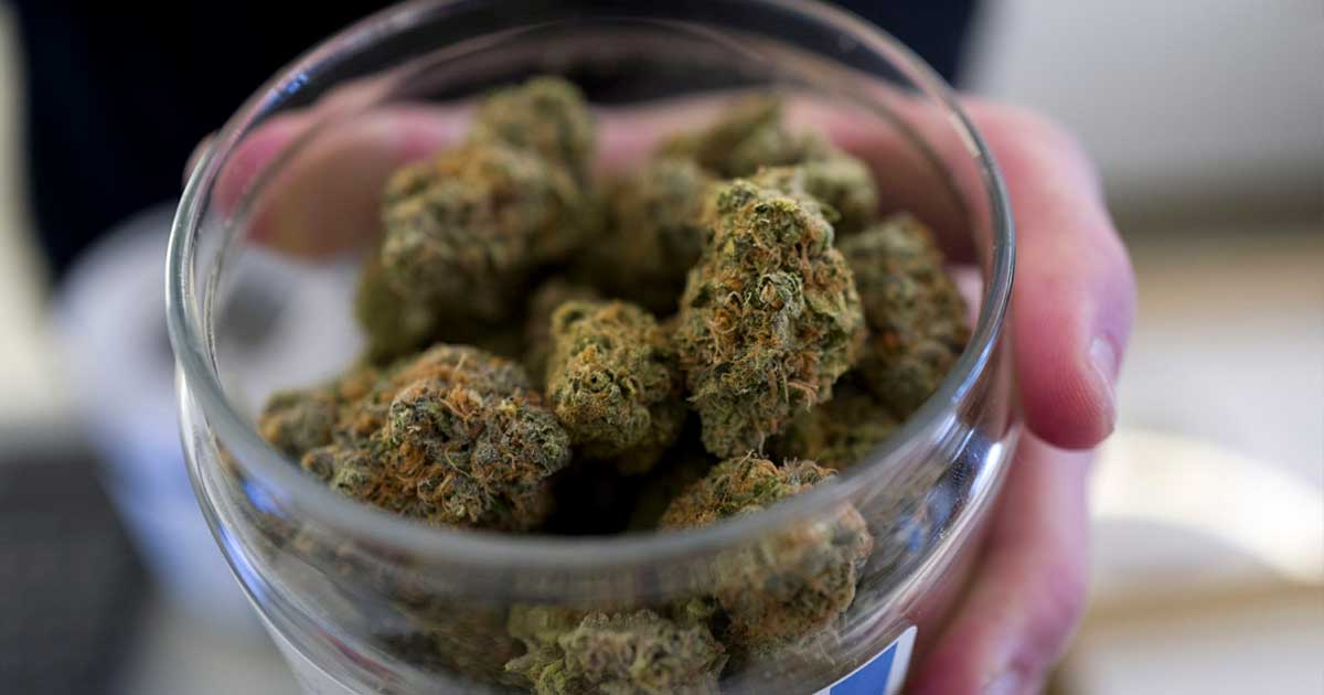 Oregon produit trop de cannabis